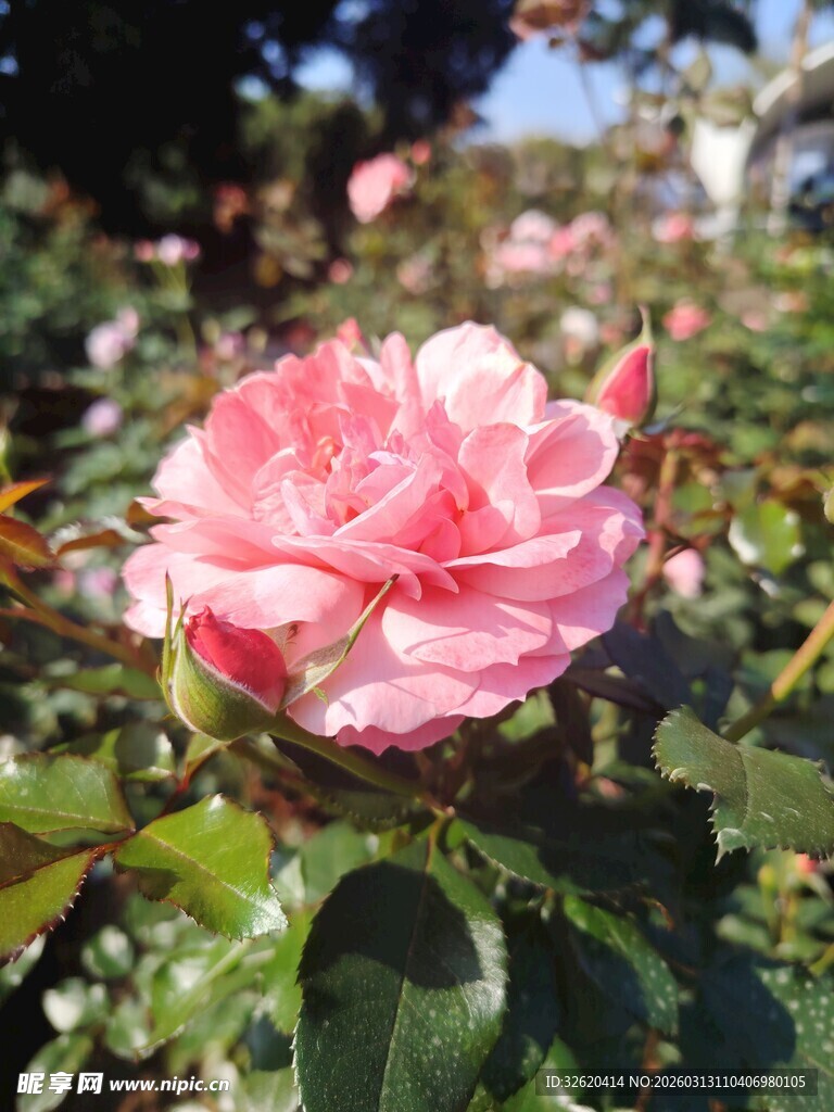 娇艳粉色玫瑰绽放