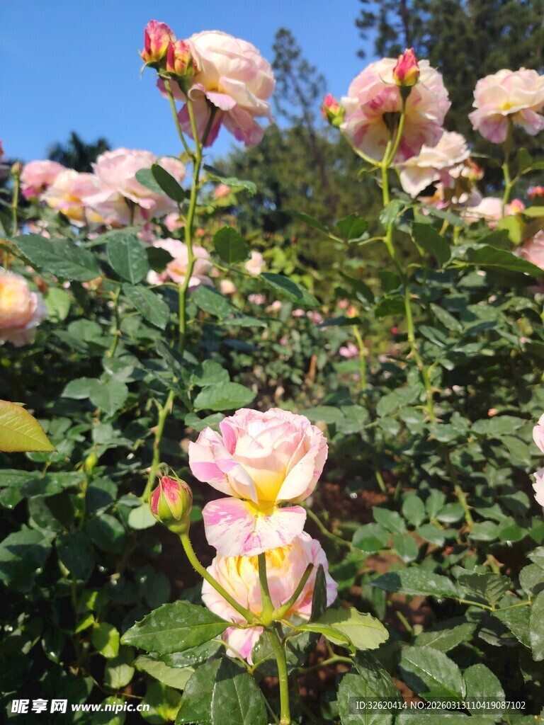 盛开的粉玫瑰花丛