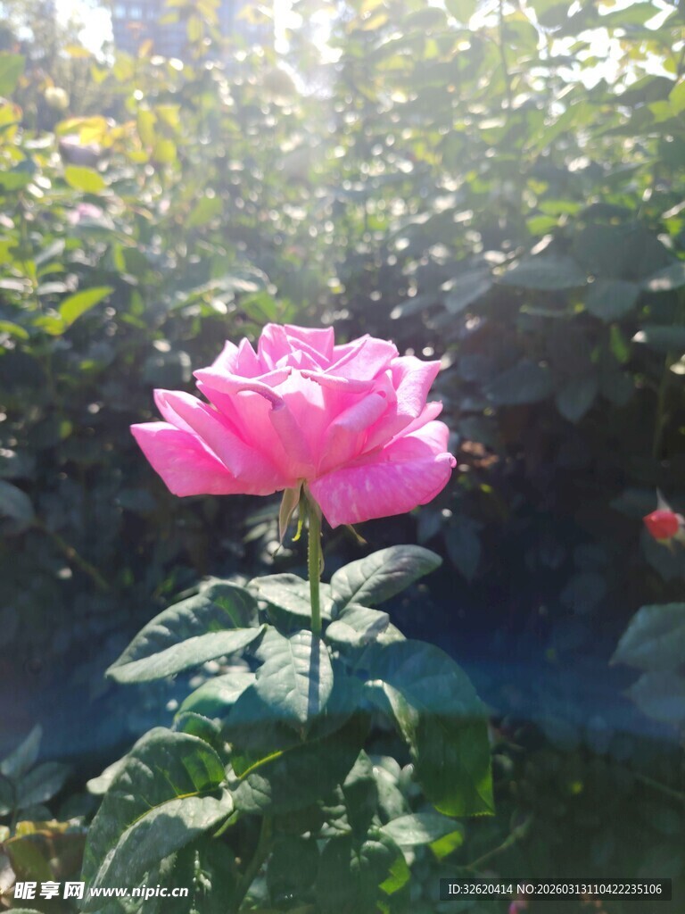 阳光下的娇艳粉色玫瑰