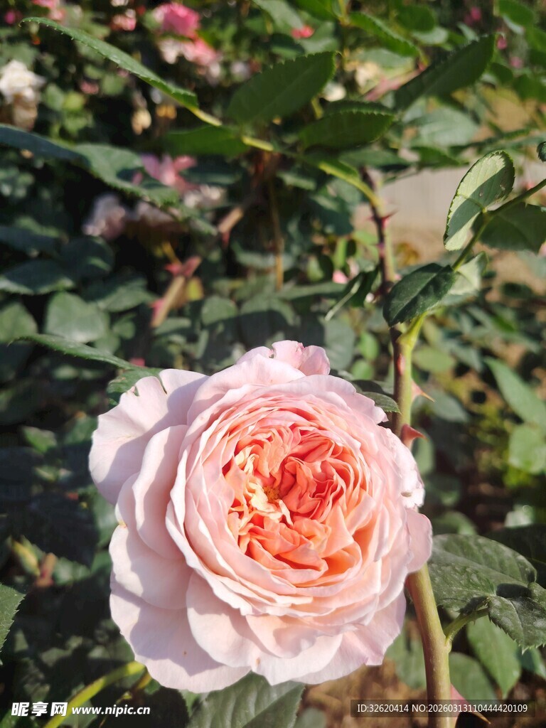 娇艳粉色玫瑰绽放