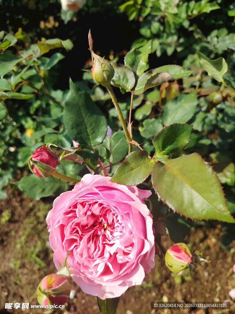 娇艳粉色玫瑰绽放