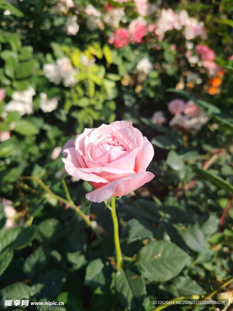 娇艳粉色玫瑰绽放花丛中