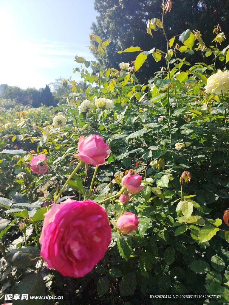 娇艳盛开的多彩花园花卉
