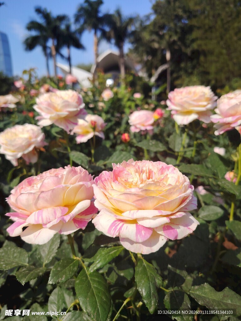 粉色双色玫瑰绽放美景