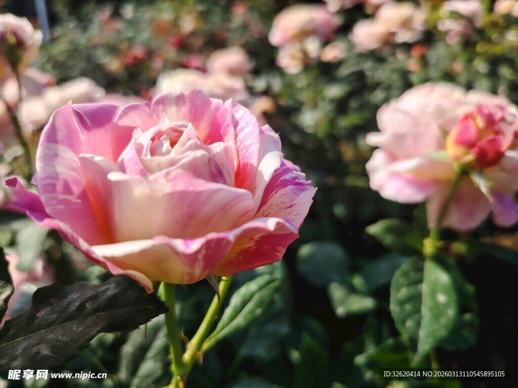 娇艳双色玫瑰绽放