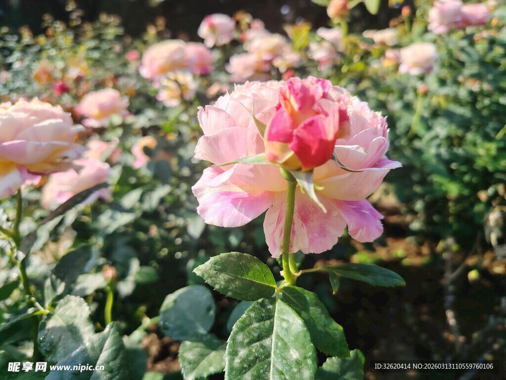 娇艳粉色玫瑰绽放花丛