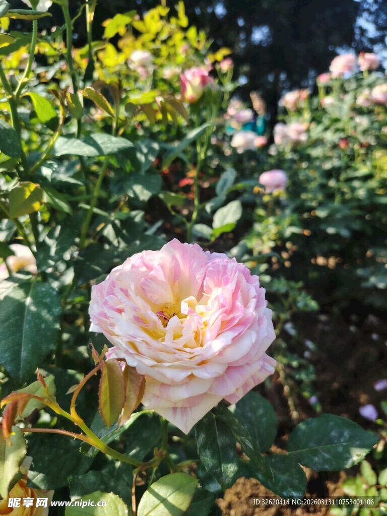 娇艳粉色月季花绽放