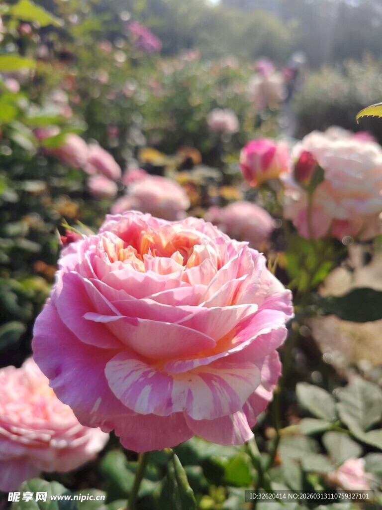 娇艳粉色玫瑰绽放