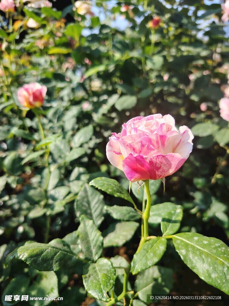 娇艳粉色玫瑰绽放绿叶间