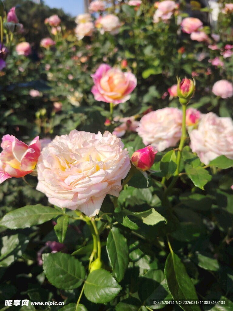 粉色玫瑰花海绽放美景