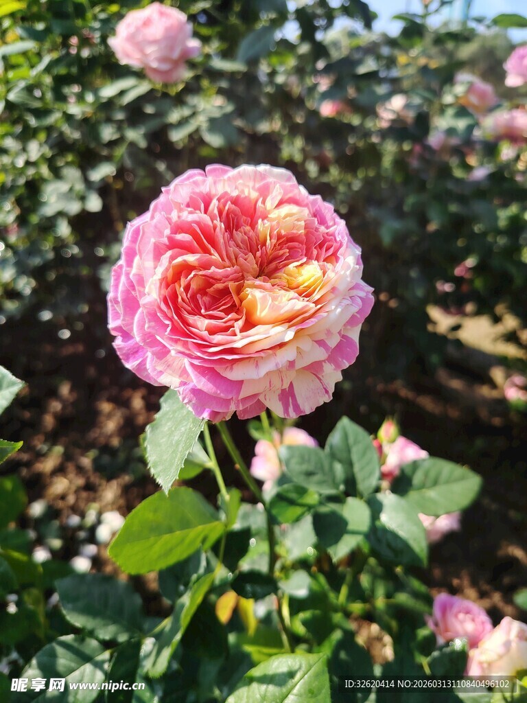 娇艳粉色玫瑰绽放花田