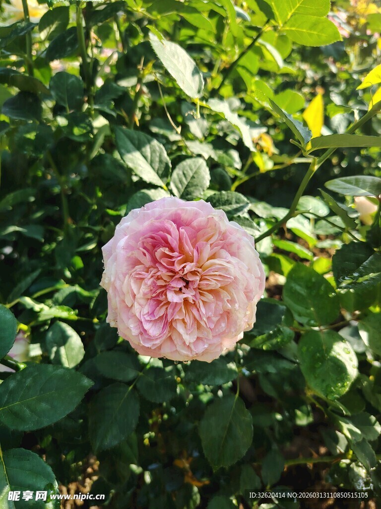 娇艳粉玫瑰绽于绿叶间