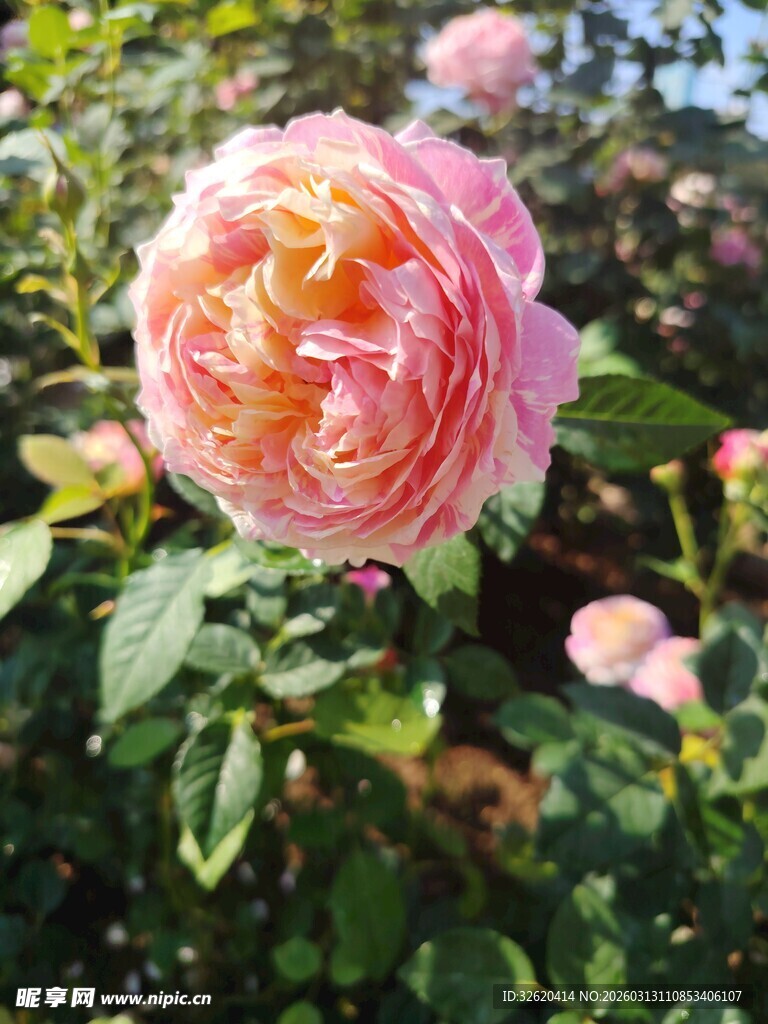 娇艳粉色玫瑰绽放