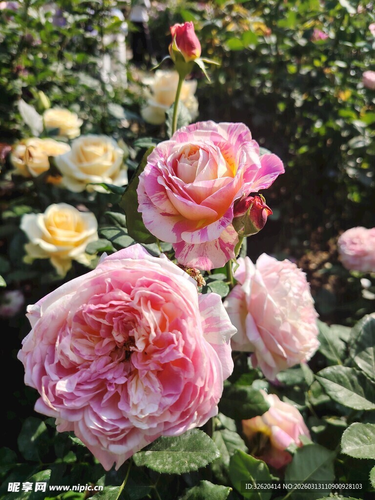 多彩娇艳的绽放玫瑰