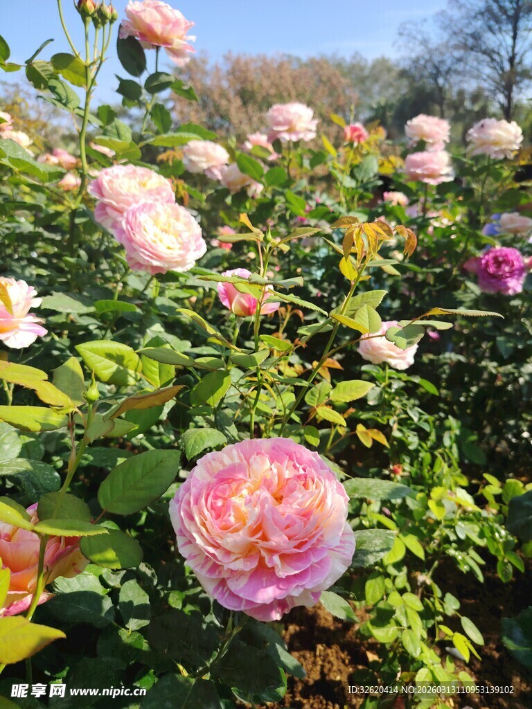 多彩玫瑰绽放花园