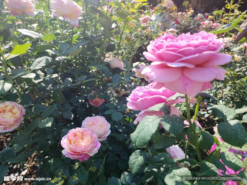 娇艳粉色玫瑰绽放花丛