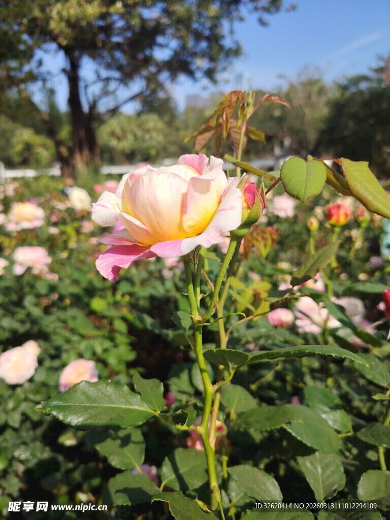 娇艳玫瑰绽放于花丛中