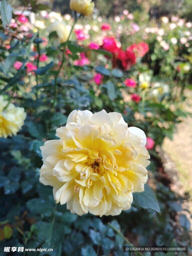 娇艳黄玫瑰绽放花丛中