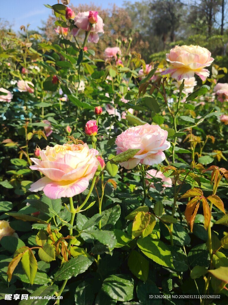 盛放的多彩玫瑰花丛