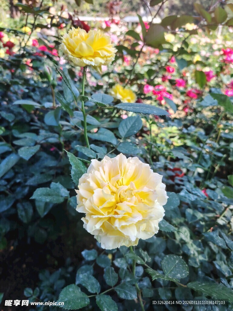 娇艳黄玫瑰绽放花丛中