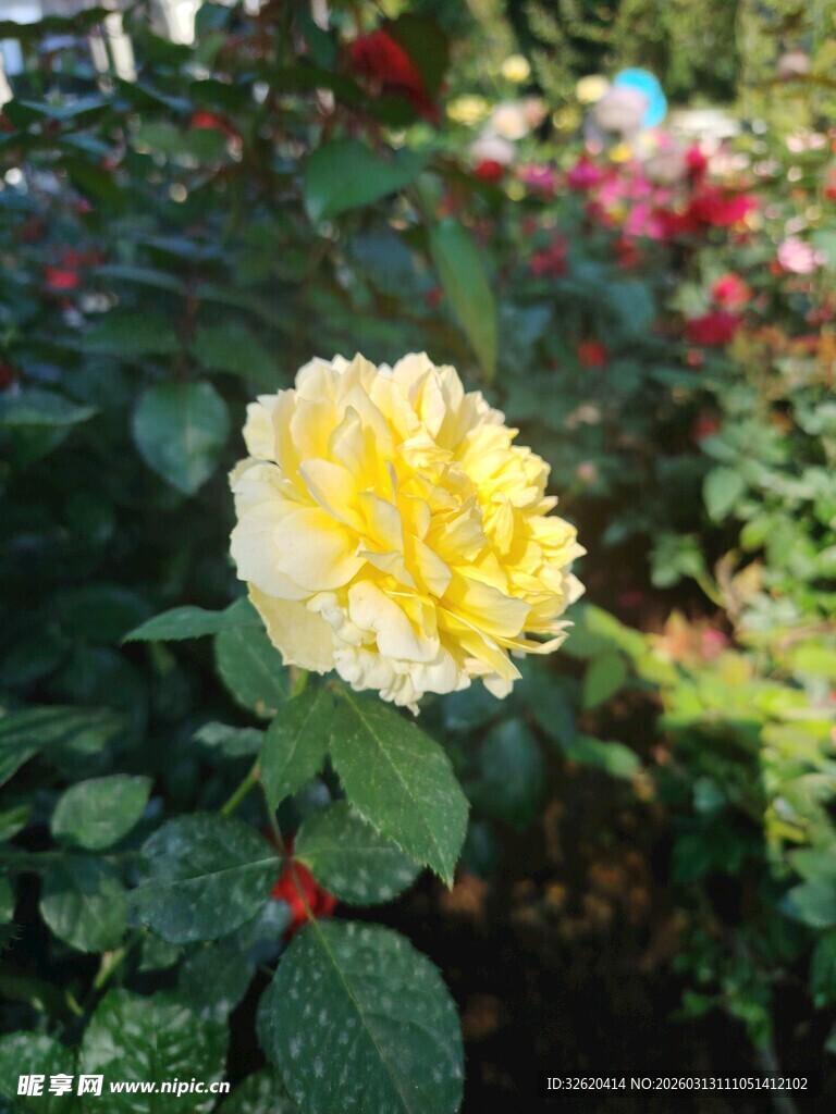 黄玫瑰绽放于绿意中