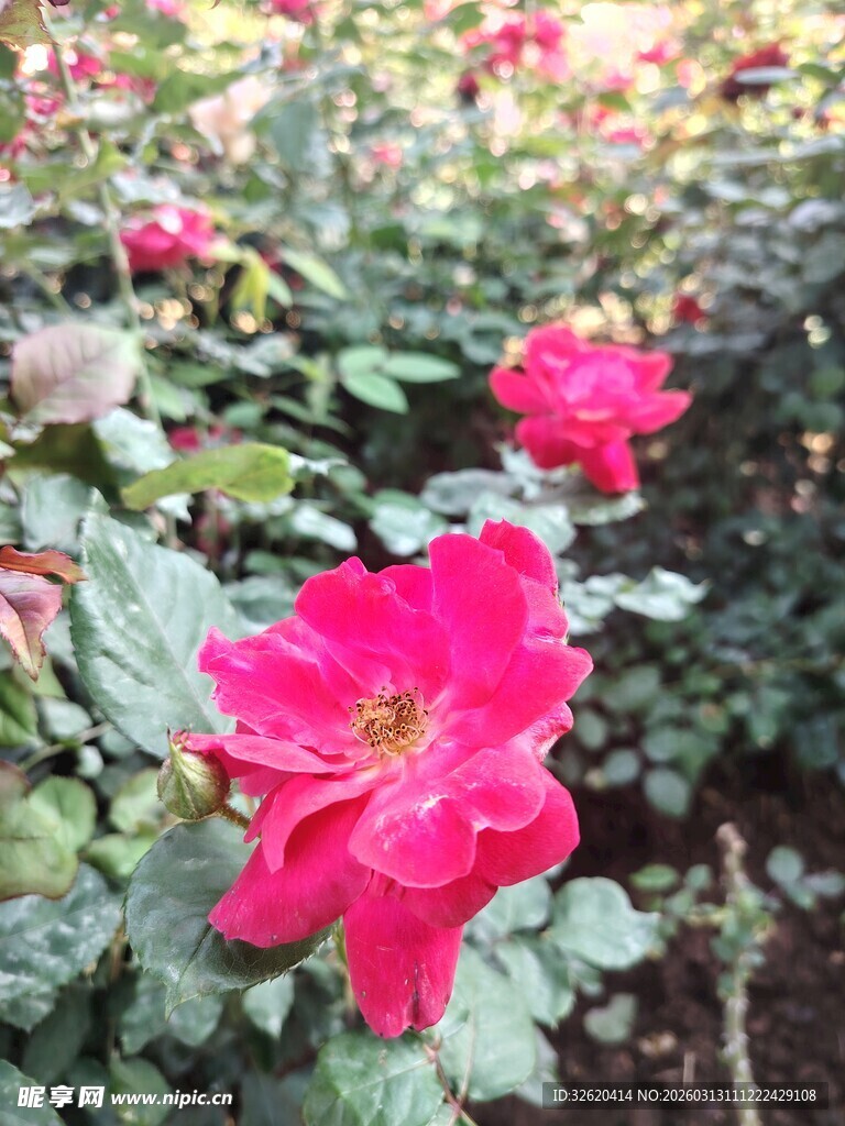 娇艳红蔷薇绽放