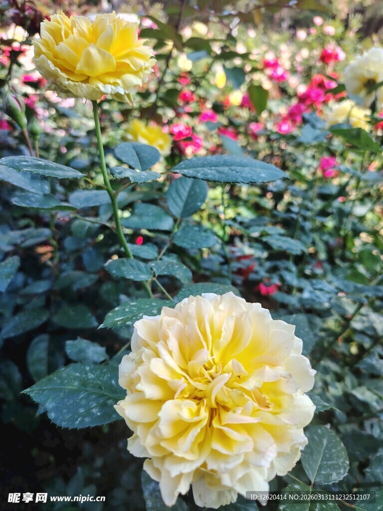 娇艳黄玫瑰绽放花丛中