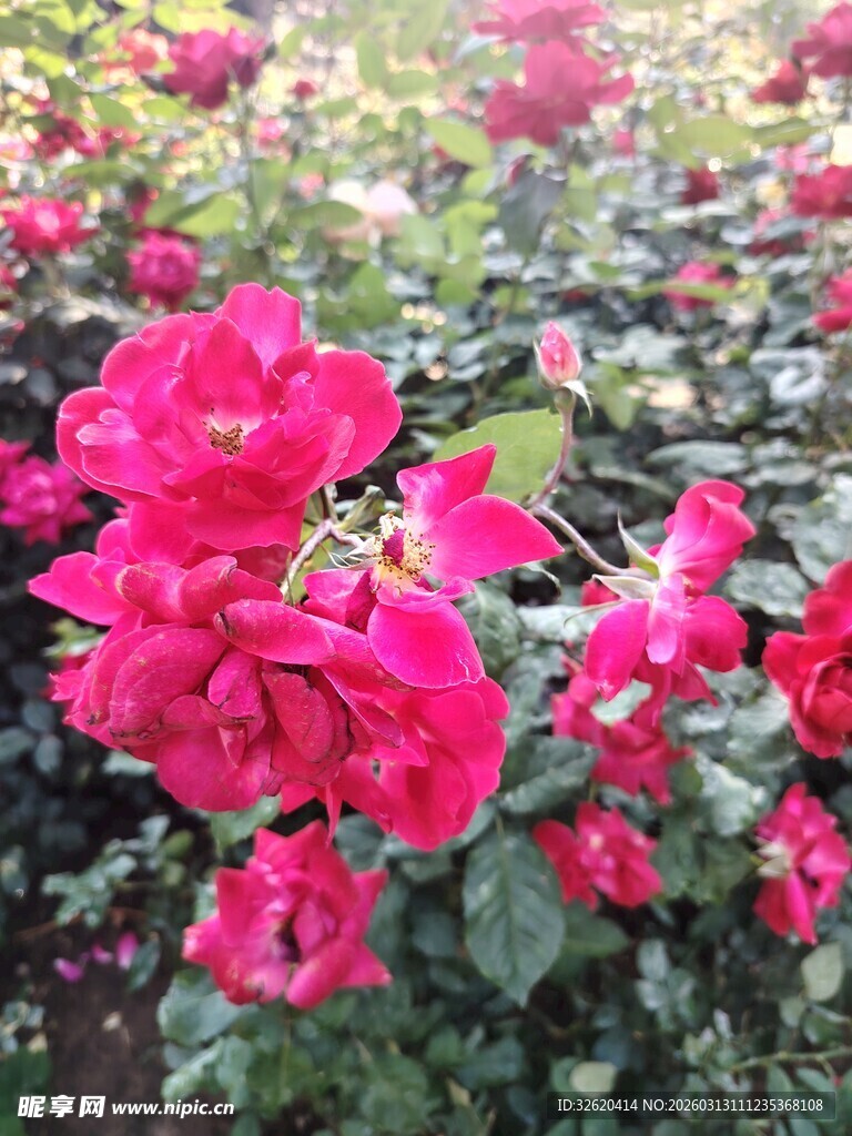 娇艳盛开的红玫瑰