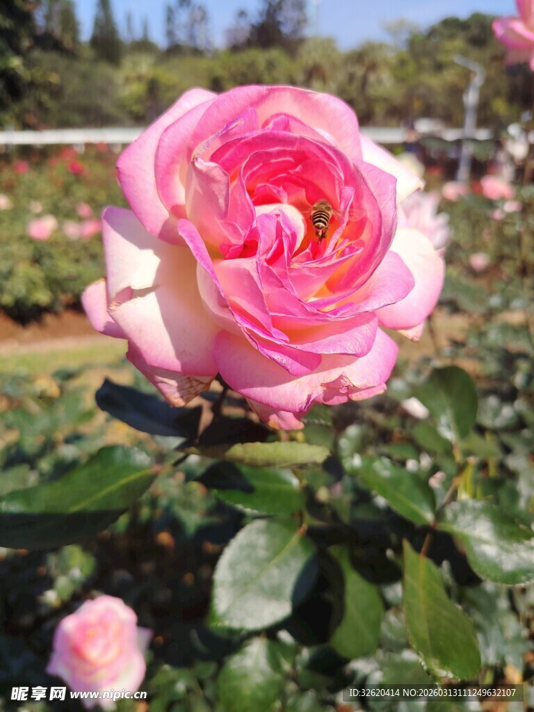 月季花