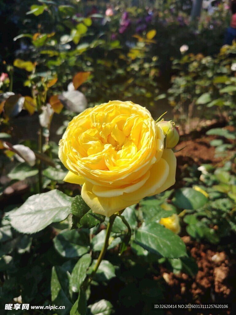 娇艳黄玫瑰绽放花丛中