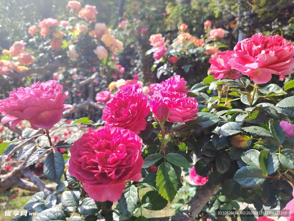 玫瑰花