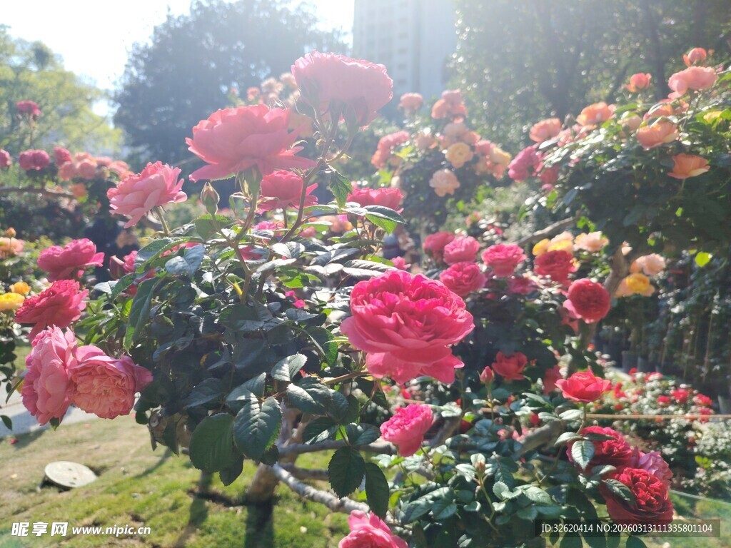 艳丽盛开的多彩花卉景观