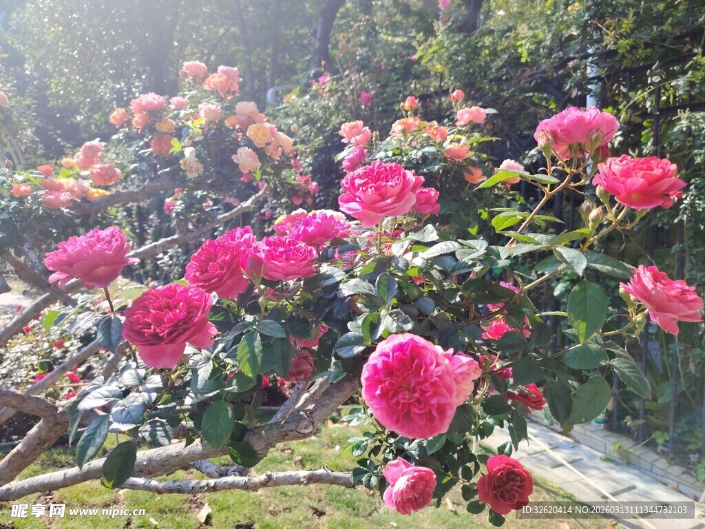 艳丽盛开的粉色山茶花