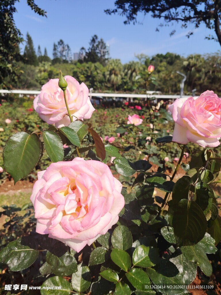 娇艳粉玫瑰绽放于花园