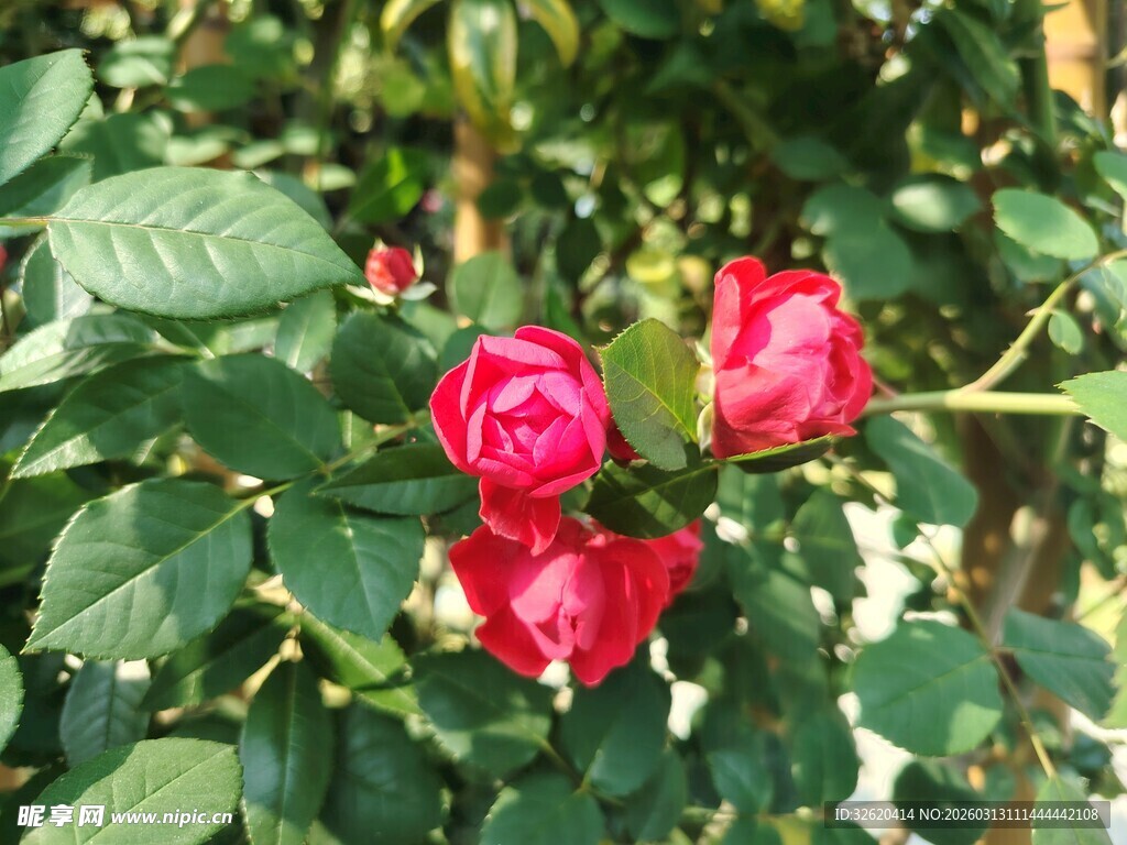 娇艳红玫瑰绽放绿叶间