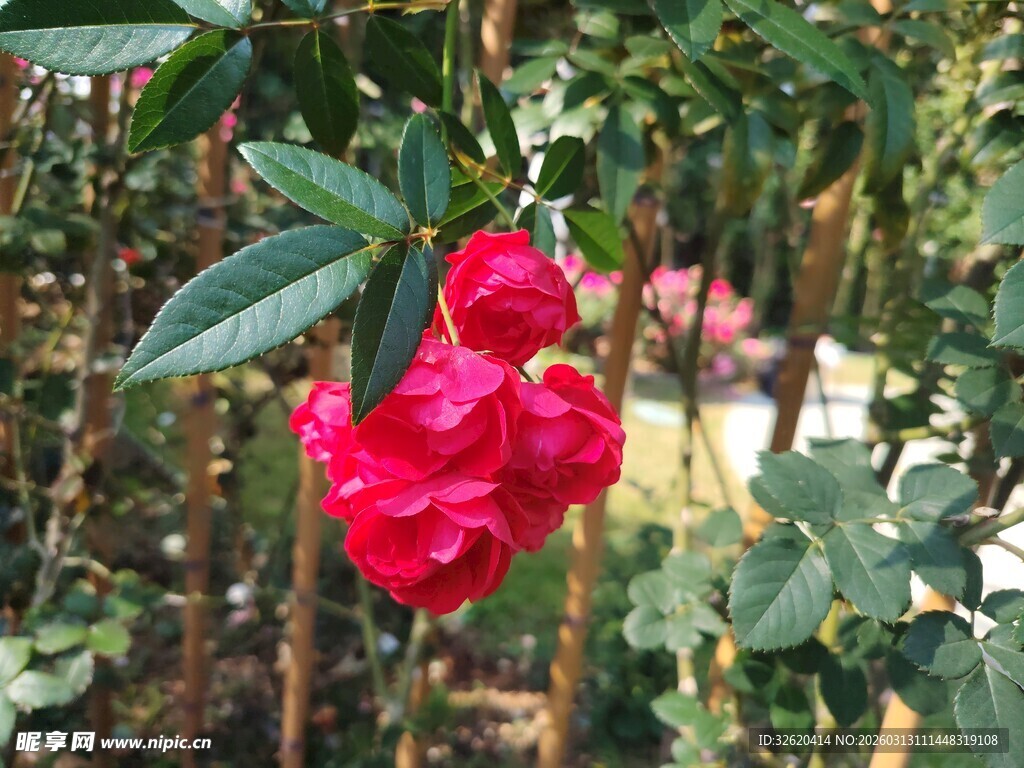 娇艳红玫瑰绽放于绿叶间