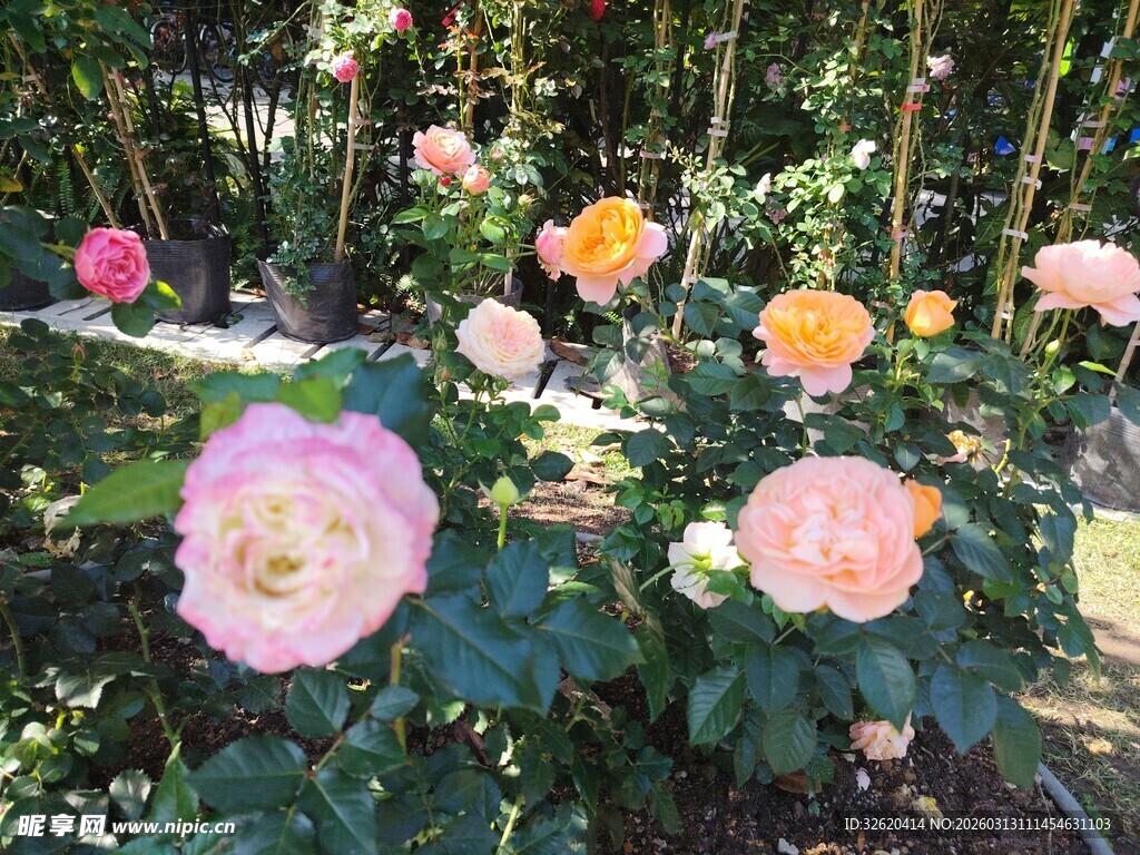 花园中绽放的多彩玫瑰