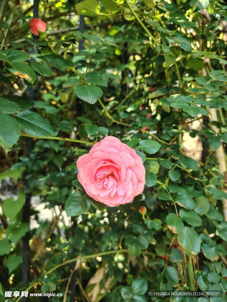 娇艳粉玫瑰绽放绿叶间