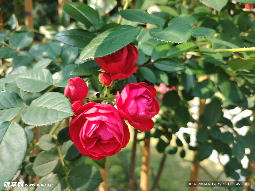 娇艳红玫瑰绽放于绿叶间