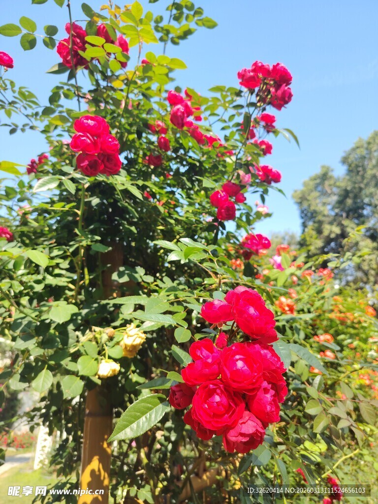 娇艳盛开的红色月季花