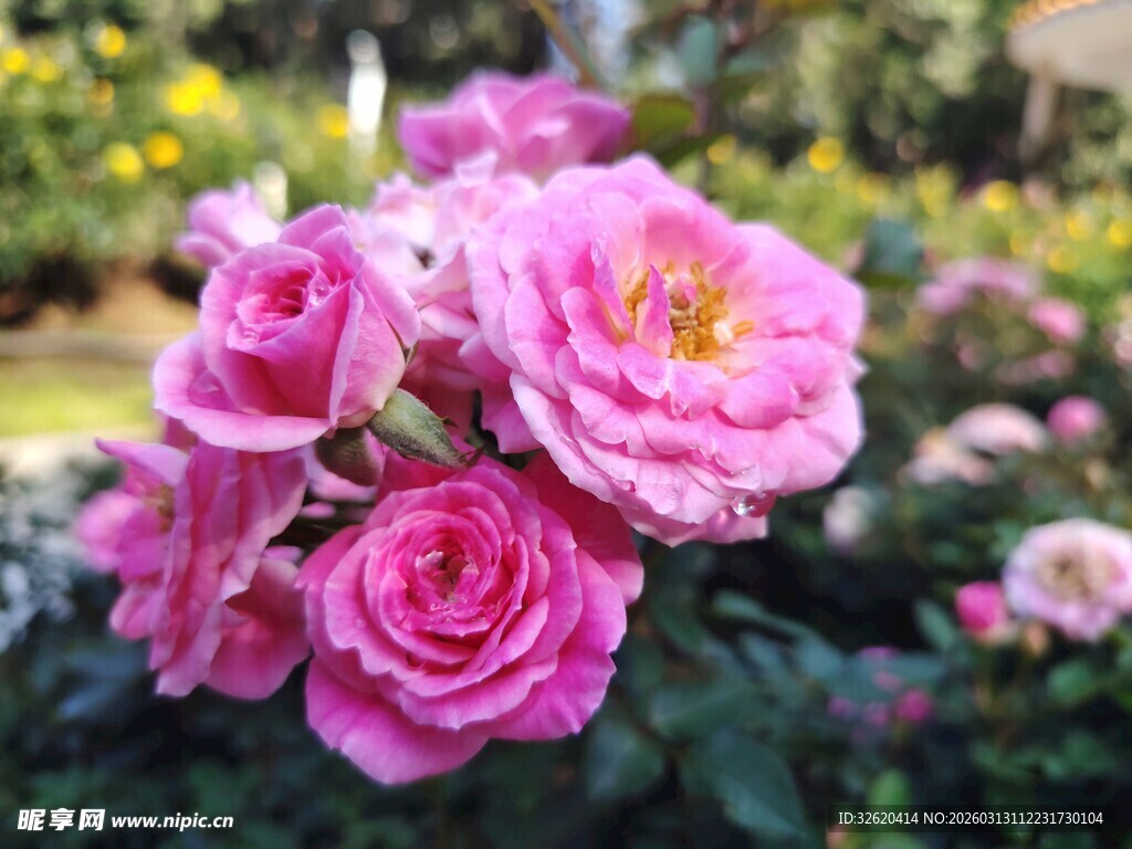 娇艳粉色月季花绽放