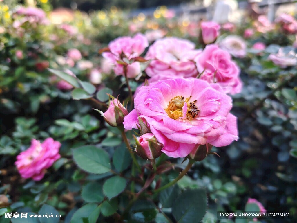 娇艳粉色月季花绽放
