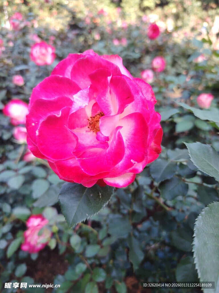 娇艳盛开的粉色月季花