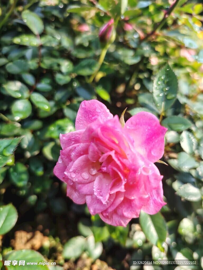 娇艳粉色月季花