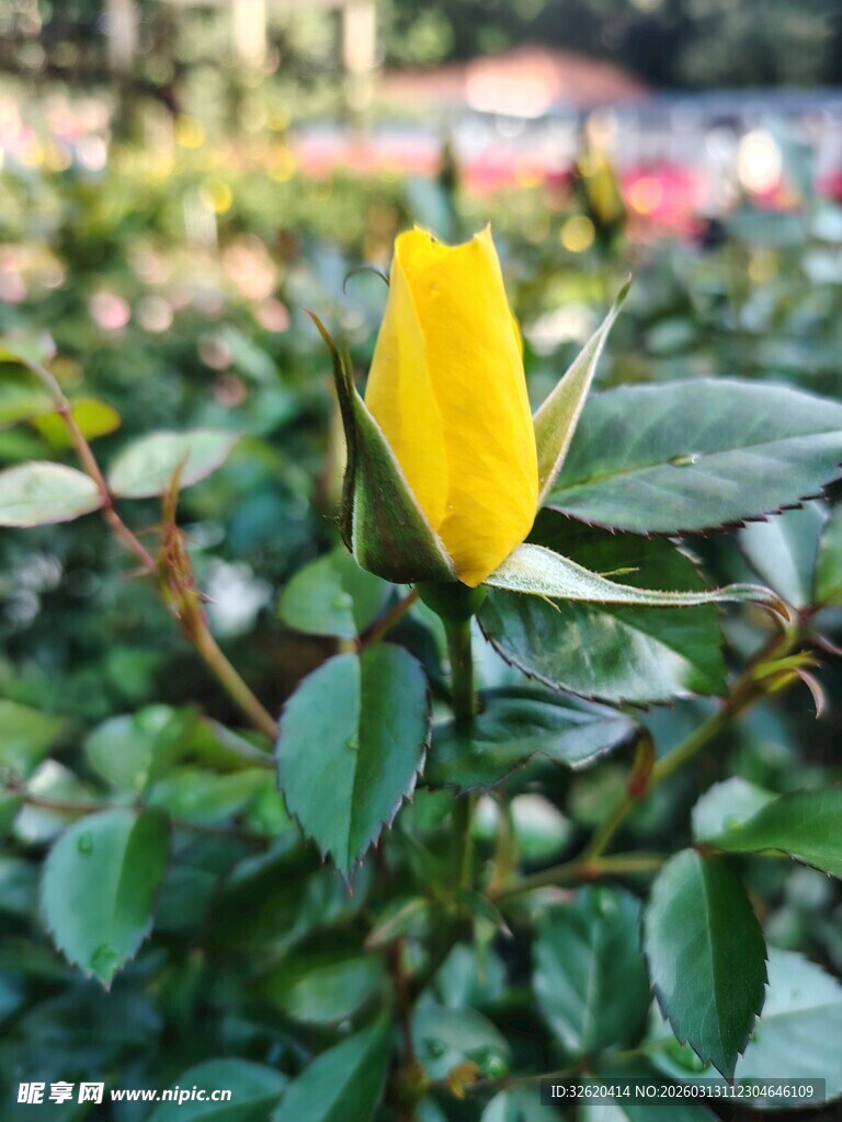 黄色娇艳单枝月季花