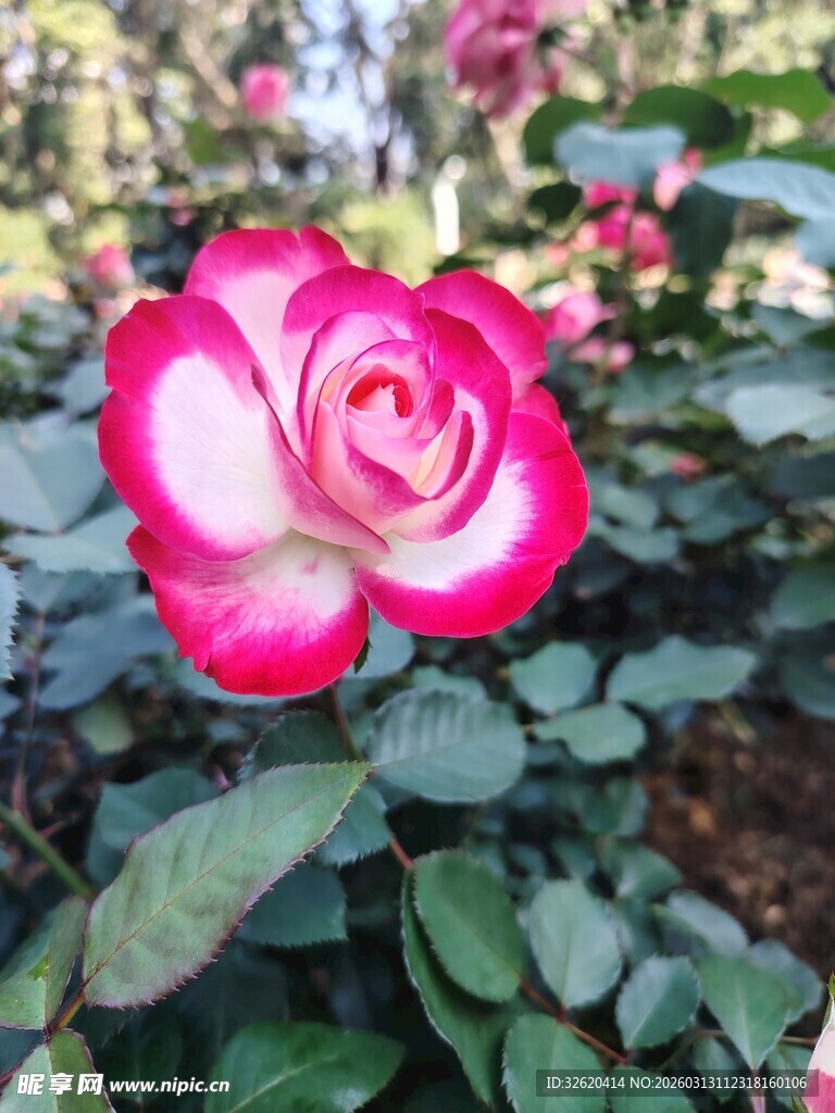 娇艳双色月季花绽放