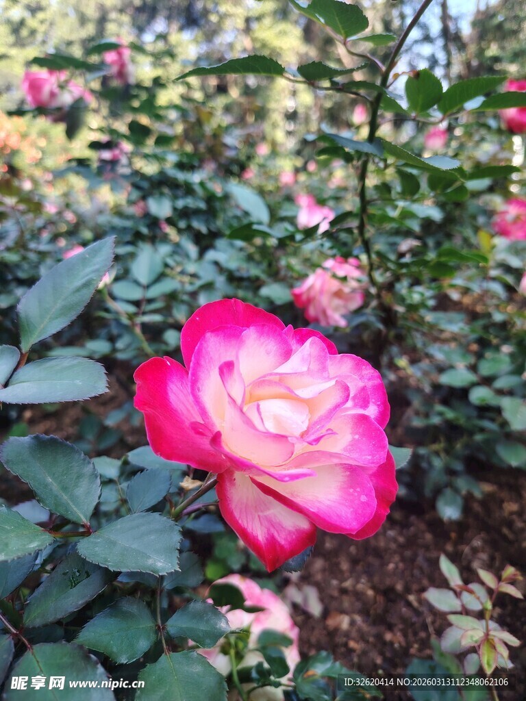 月季花