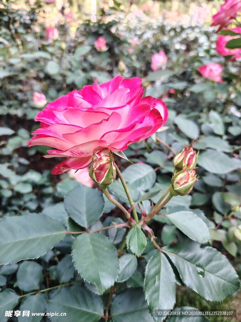 月季花