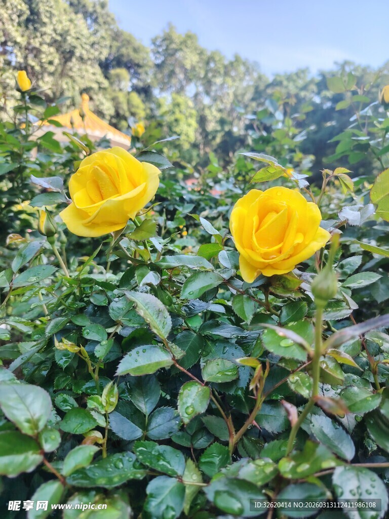 绽放的黄色月季花