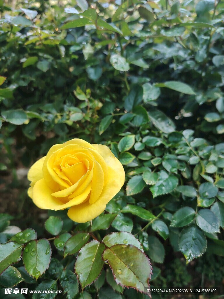 独枝黄玫瑰绽放绿叶间
